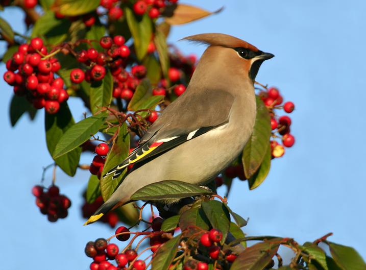 Pestvogels in Leiderdorp